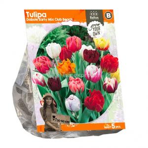 Baltus Tulipa Double Early Mix Club Beach tulpen bloembollen per 5 stuks